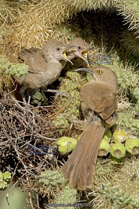 : Curve-billed Thrashers - adult tending young on nest : Curve-billed Thrashers - adult tending young on nest