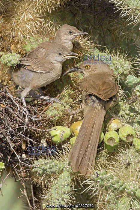 : Curve-billed Thrashers - adult tending young on nest : Curve-billed Thrashers - adult tending young on nest