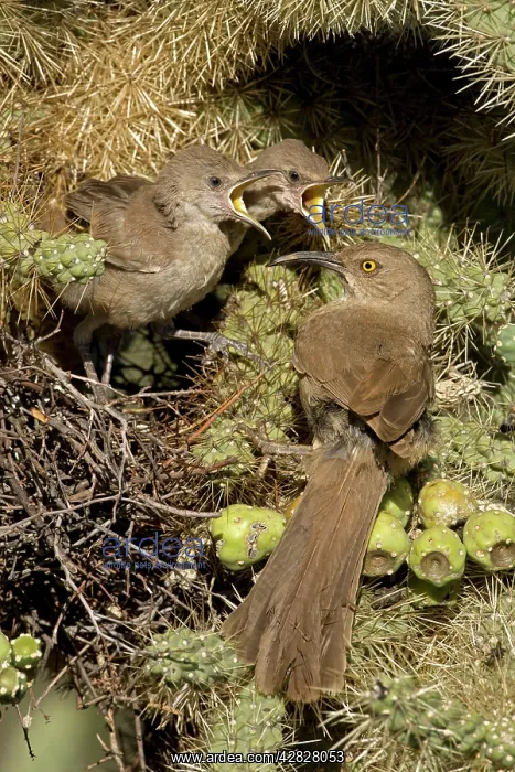 : Curve-billed Thrashers- Adult tending young on nest : Curve-billed Thrashers- Adult tending young on nest