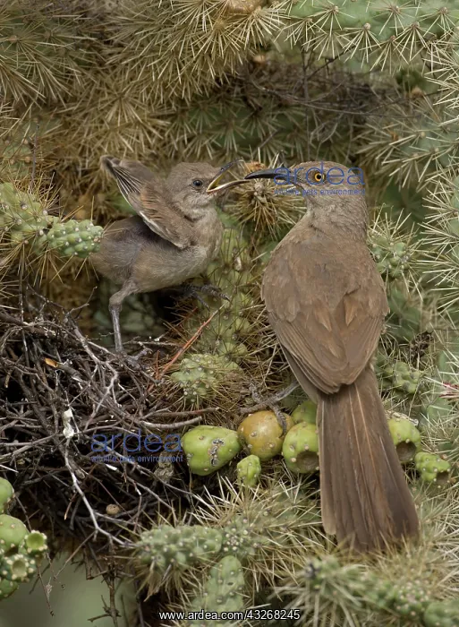 : Curve-billed Thrashers (Toxostoma curvirostre) - : Curve-billed Thrashers (Toxostoma curvirostre) -