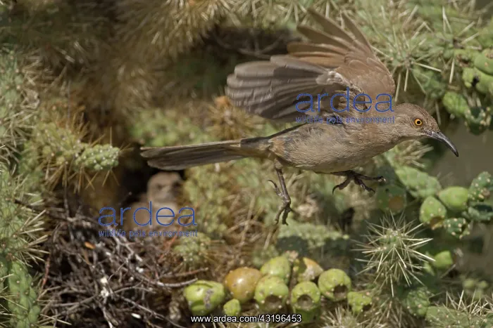 : Curve-billed Thrashers (Toxostoma curvirostre) - Adult flyin : Curve-billed Thrashers (Toxostoma curvirostre) - Adult flyin