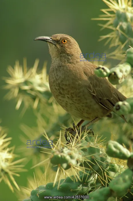 : Curved-bill Thrasher : Curved-bill Thrasher