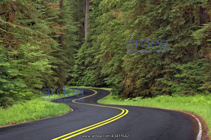 : Curving road though lush forest, Olympic National : Curving road though lush forest, Olympic National