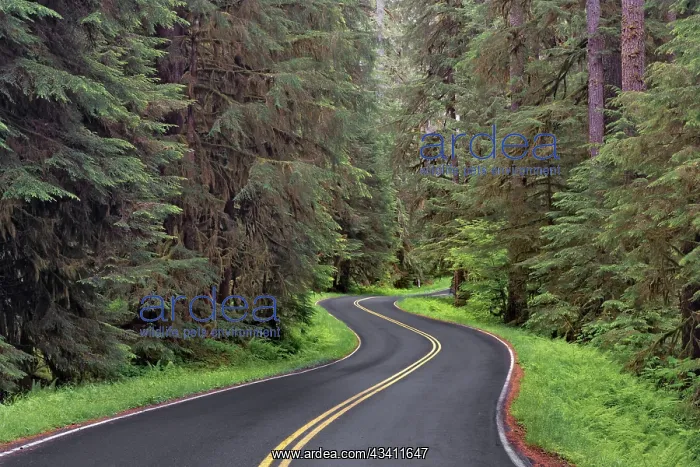 : Curving road though lush forest, Olympic National : Curving road though lush forest, Olympic National