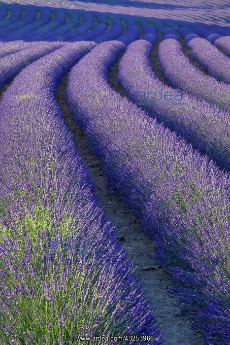 : Curvy Lavender Field near Roussillon in : Curvy Lavender Field near Roussillon in