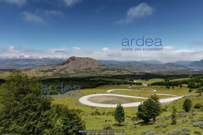 : Curvy road Carretera Austral leads through green : Curvy road Carretera Austral leads through green