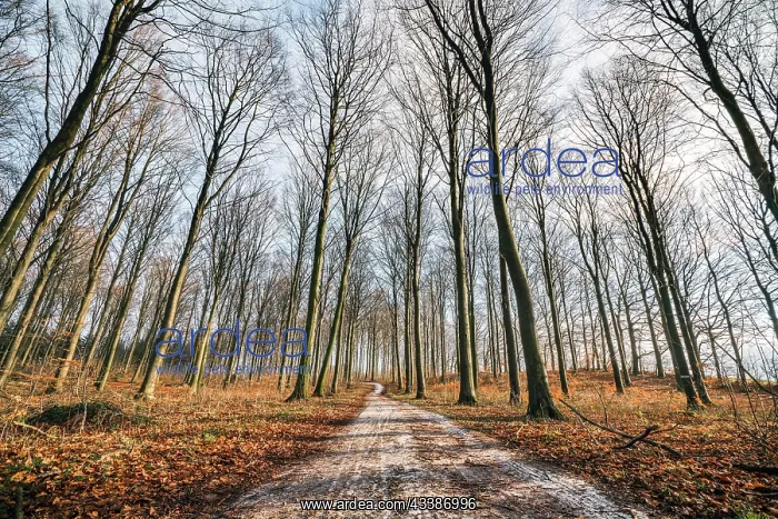 : Curvy road in a forest with tall trees and leave : Curvy road in a forest with tall trees and leave
