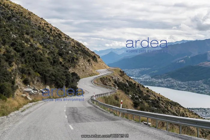 : Curvy road into the mountain range The Remarkables : Curvy road into the mountain range The Remarkables
