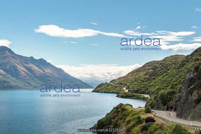 : Curvy road to Queenstown on Lake Wakatipu, Devil's : Curvy road to Queenstown on Lake Wakatipu, Devil's
