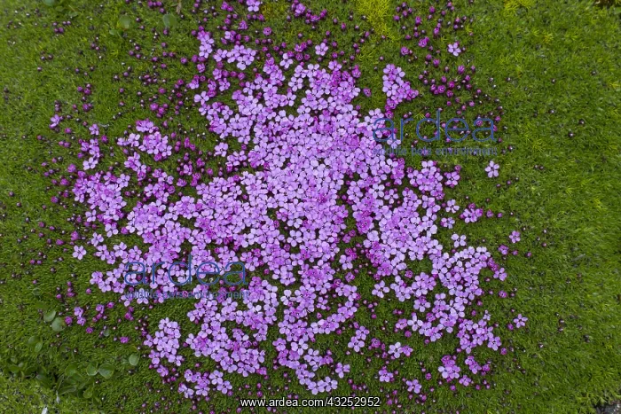 : Cushion Pink / Moss Campion - flowering - Svalbard, Norway : Cushion Pink / Moss Campion - flowering - Svalbard, Norway