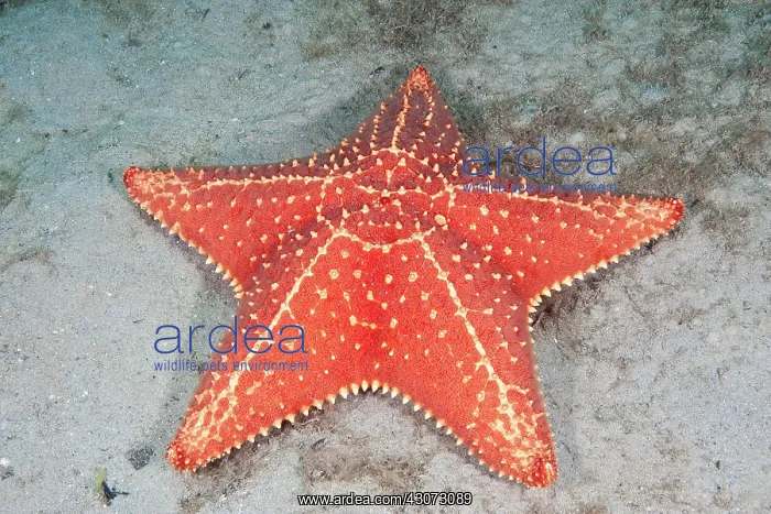 : Cushion Sea Star : Cushion Sea Star