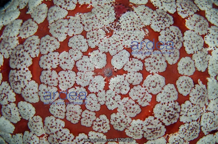 : Cushion Star - night dive - Pyramids dive site : Cushion Star - night dive - Pyramids dive site