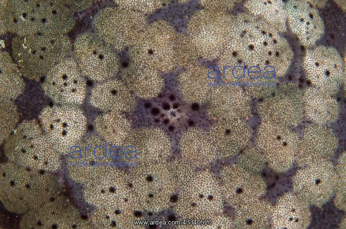 : Cushion Star - night dive - Pyramids dive site : Cushion Star - night dive - Pyramids dive site