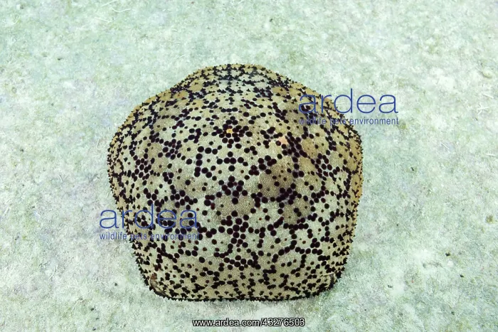 : Cushion Star or Spiny cushion star (Culcita schmideliana) : Cushion Star or Spiny cushion star (Culcita schmideliana)