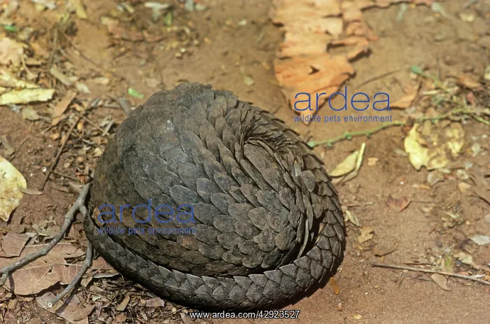 : Three -cusped / Tree / White-bellied Pangolin : Three -cusped / Tree / White-bellied Pangolin