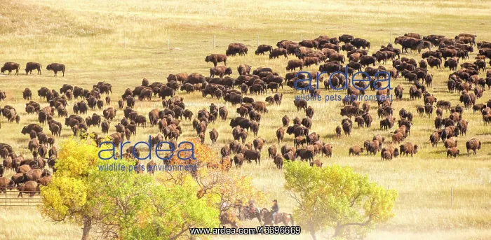 : Custer State Park, South Dakota, USA. Annual buffalo : Custer State Park, South Dakota, USA. Annual buffalo