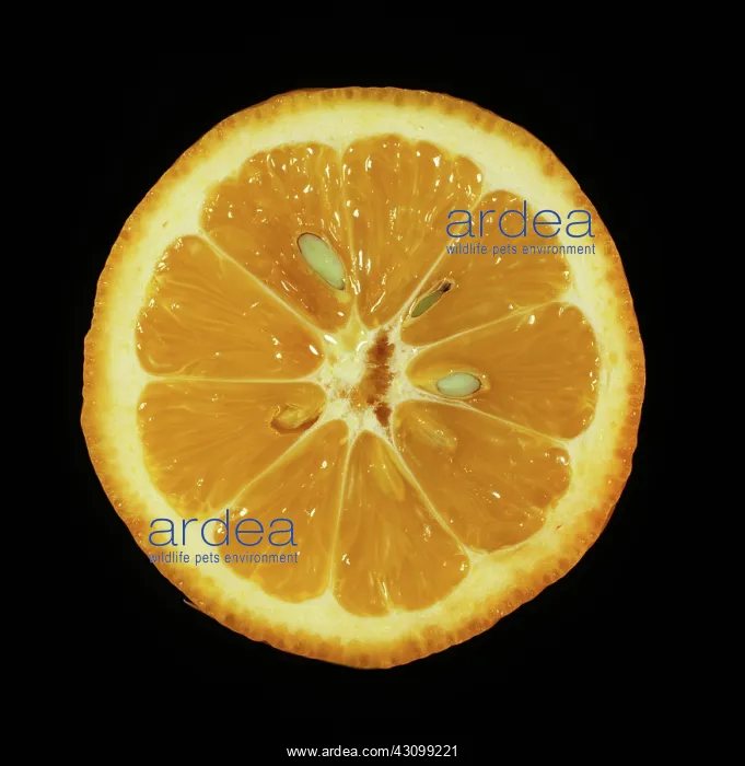 : Cut Citrus volckameriana : Cut Citrus volckameriana