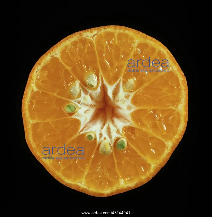 : Cut Dancy Tangerine : Cut Dancy Tangerine