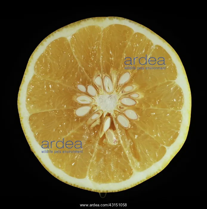 : Cut Duncan Grapefruit : Cut Duncan Grapefruit