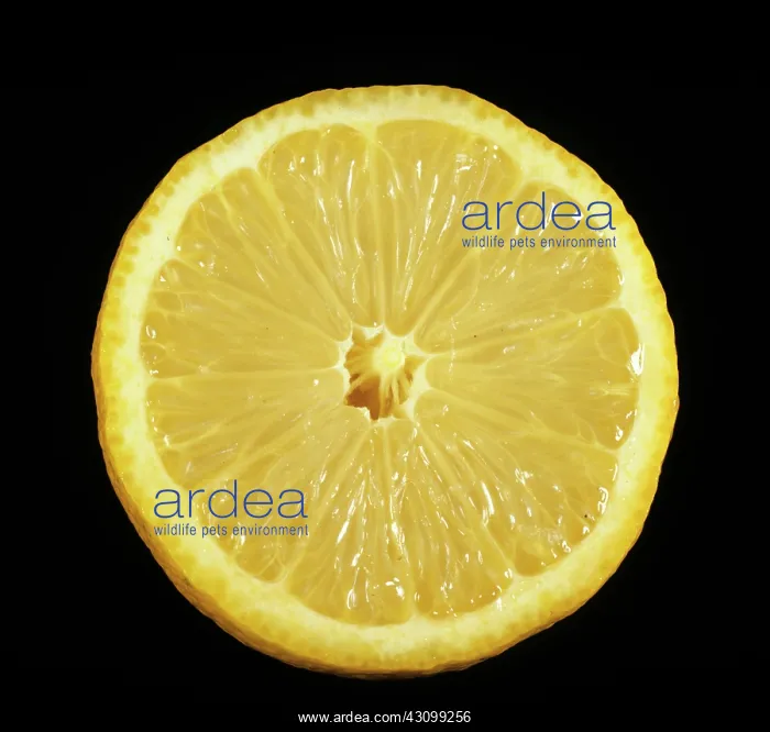 : Cut Eureka Lemon : Cut Eureka Lemon