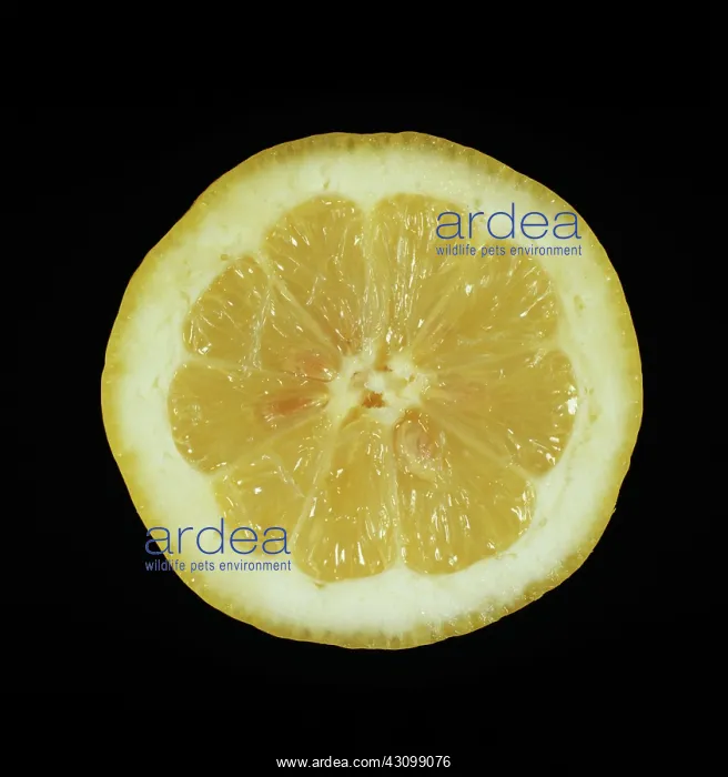 : Cut Femminello lemon : Cut Femminello lemon