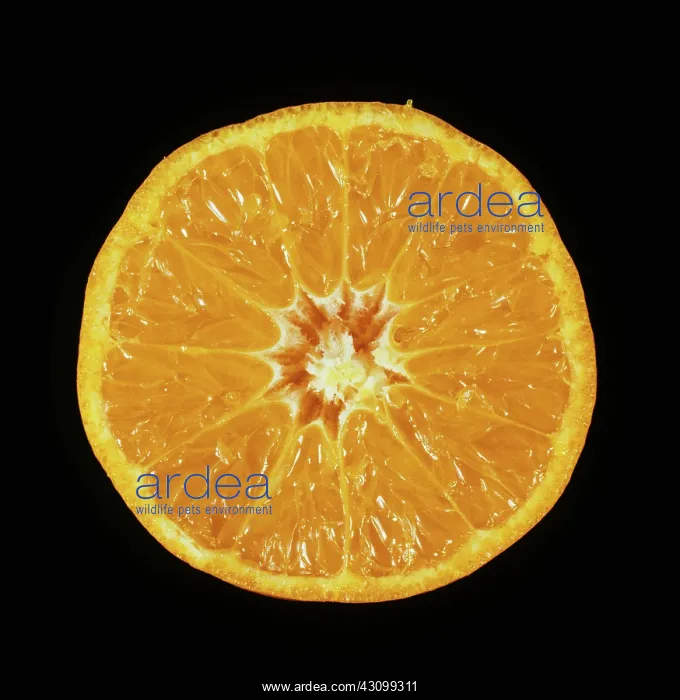 : Cut Fortune mandarin : Cut Fortune mandarin