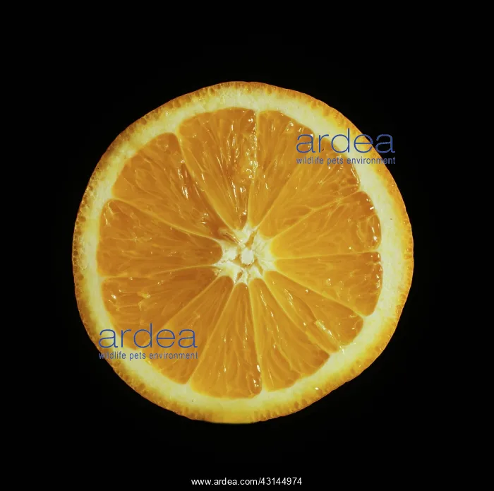  : Cut Hamlin orange