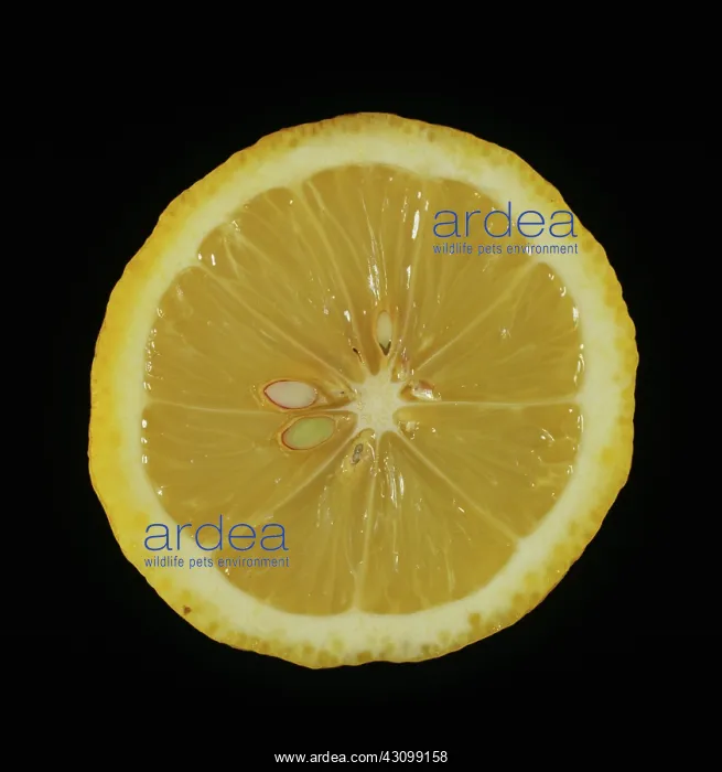 : Cut Italian Lemon : Cut Italian Lemon