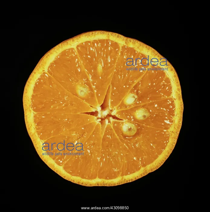 : Cut Kara mandarin : Cut Kara mandarin