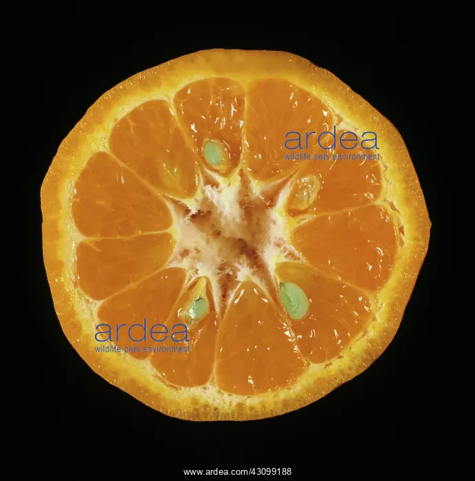 : Cut Kinnow mandarin : Cut Kinnow mandarin