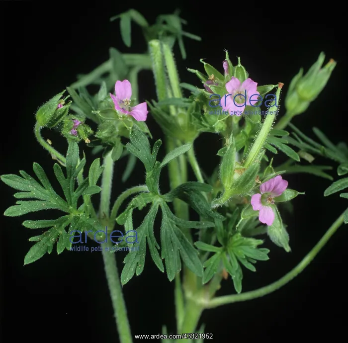: Cut-leaved cranesbill : Cut-leaved cranesbill