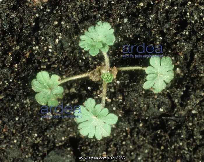 : Cut-leaved cranesbill seedling : Cut-leaved cranesbill seedling