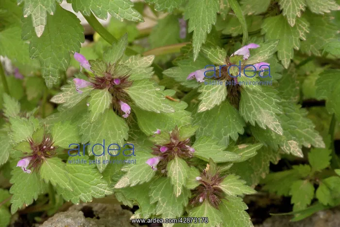: Cut-leaved dead-nettle : Cut-leaved dead-nettle