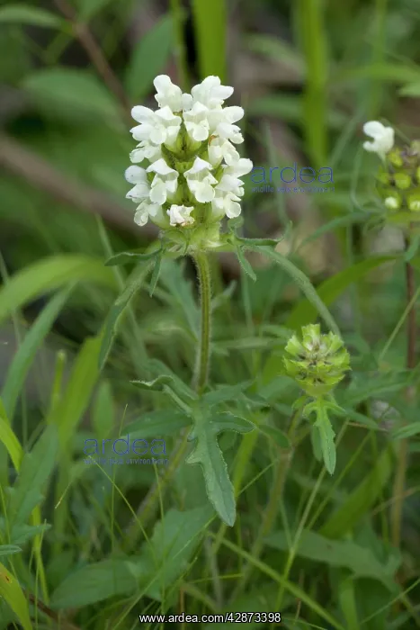 : Cut-leaved self-heal : Cut-leaved self-heal