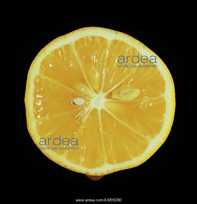 : Cut Meyer Lemon : Cut Meyer Lemon
