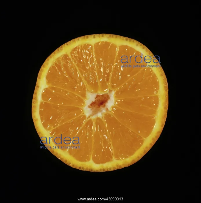 : Cut Minneola tangelo : Cut Minneola tangelo