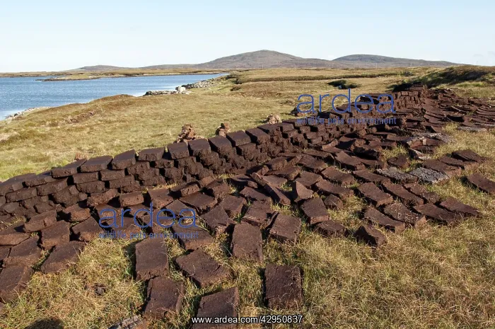 : Cut peat - left to dry for domestic fires : Cut peat - left to dry for domestic fires