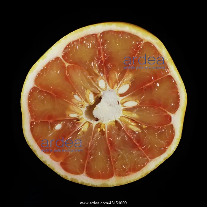 : Cut Pink-fleshed pomelo : Cut Pink-fleshed pomelo