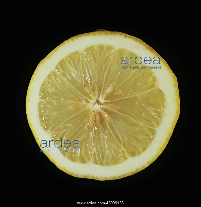 : Cut Ponderosa lemon : Cut Ponderosa lemon