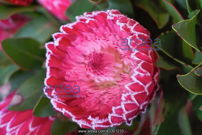 : Cut Proteus Flowers for sale in Funchal Flower Market : Cut Proteus Flowers for sale in Funchal Flower Market