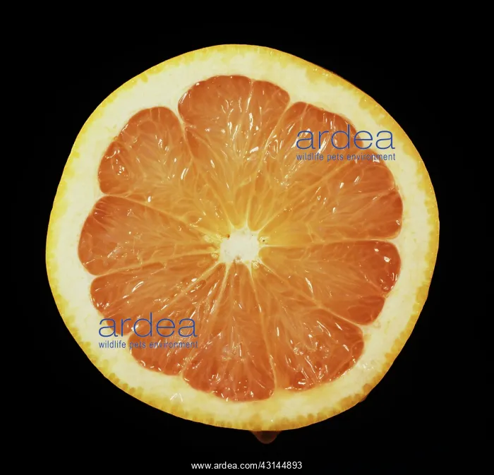 : Cut Red Blush Grapefruit : Cut Red Blush Grapefruit