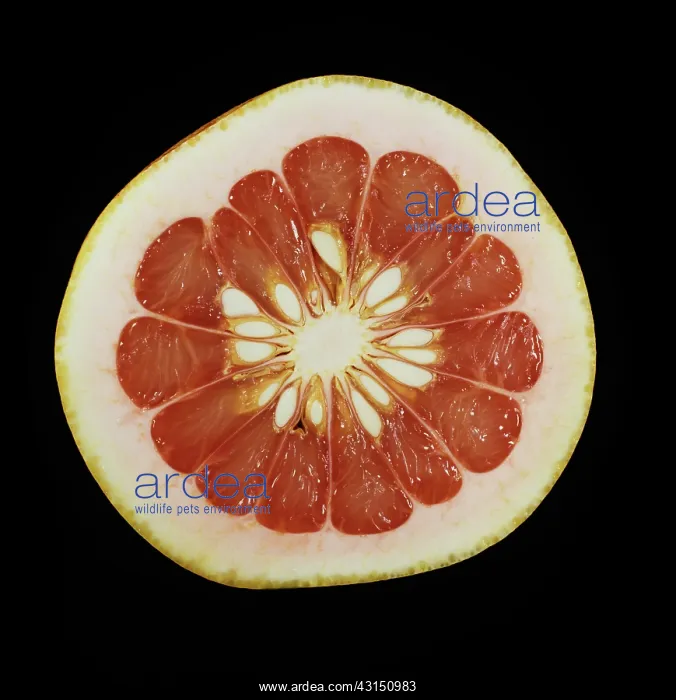 : Cut Red-fleshed Pomelo : Cut Red-fleshed Pomelo