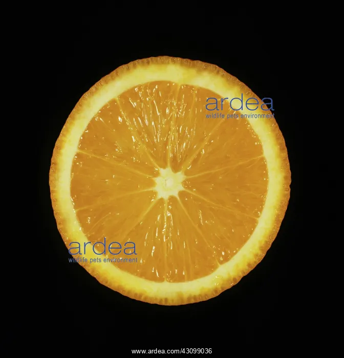 : Cut Salustiana orange : Cut Salustiana orange
