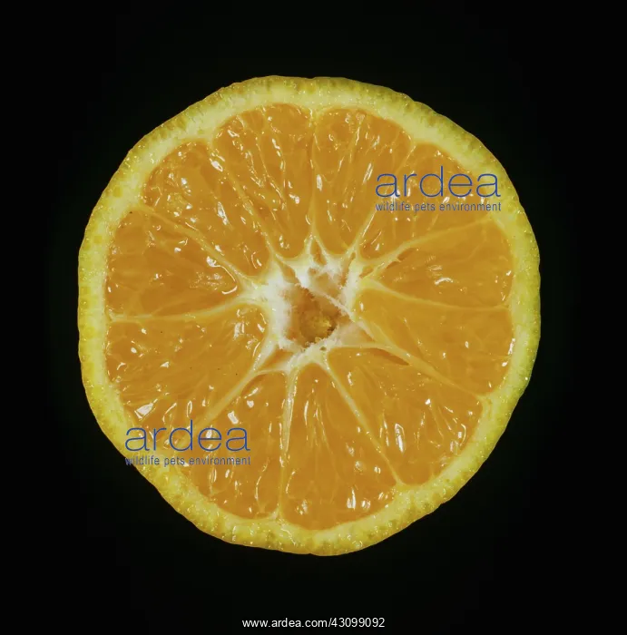 : Cut Satsuma Mandarin