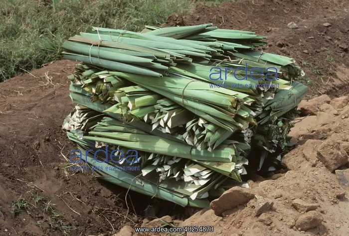 : Cut Sisal (Agave sisalana) : Cut Sisal (Agave sisalana)