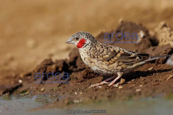 : cut-throat finch (Amadina fasciata) : cut-throat finch (Amadina fasciata)
