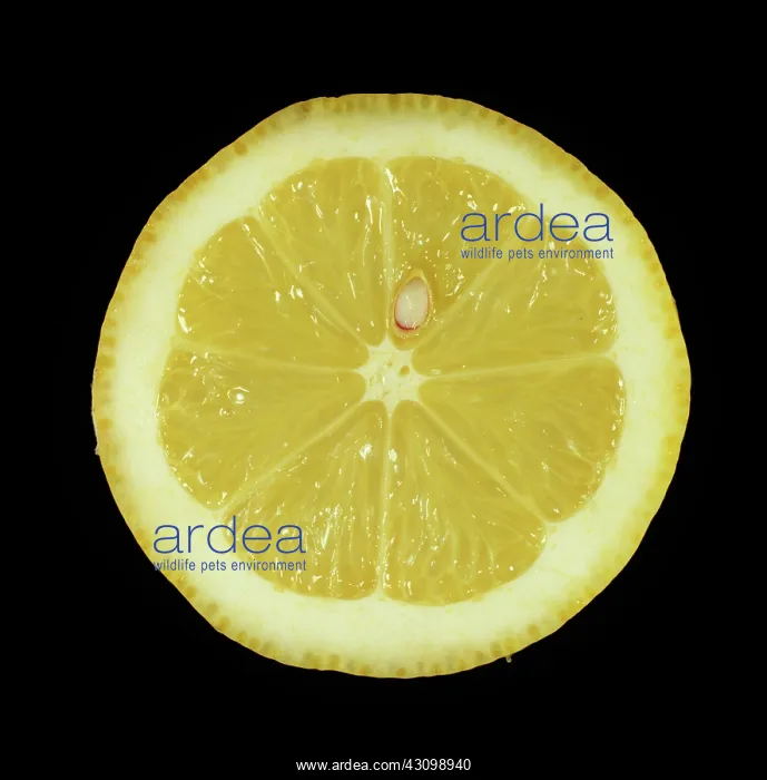  : Cut Verna Lemon