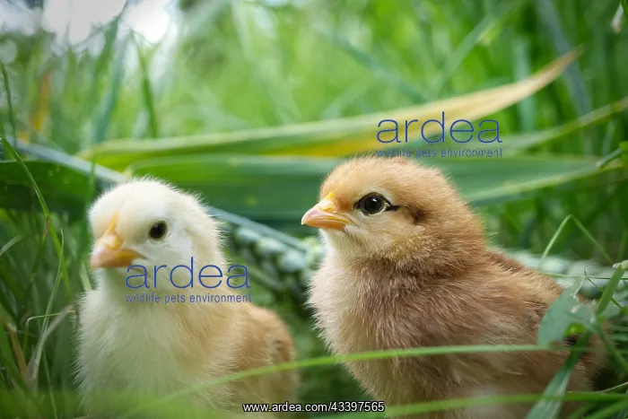 : Two cute baby chicks viewed at ground level in greenery : Two cute baby chicks viewed at ground level in greenery