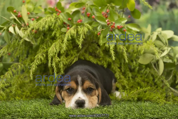  : Cute Beagle puppy outside in the garden