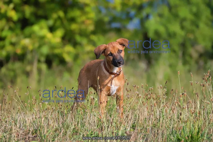 : A cute brown mixed-breed dog, a puppy, stands in : A cute brown mixed-breed dog, a puppy, stands in